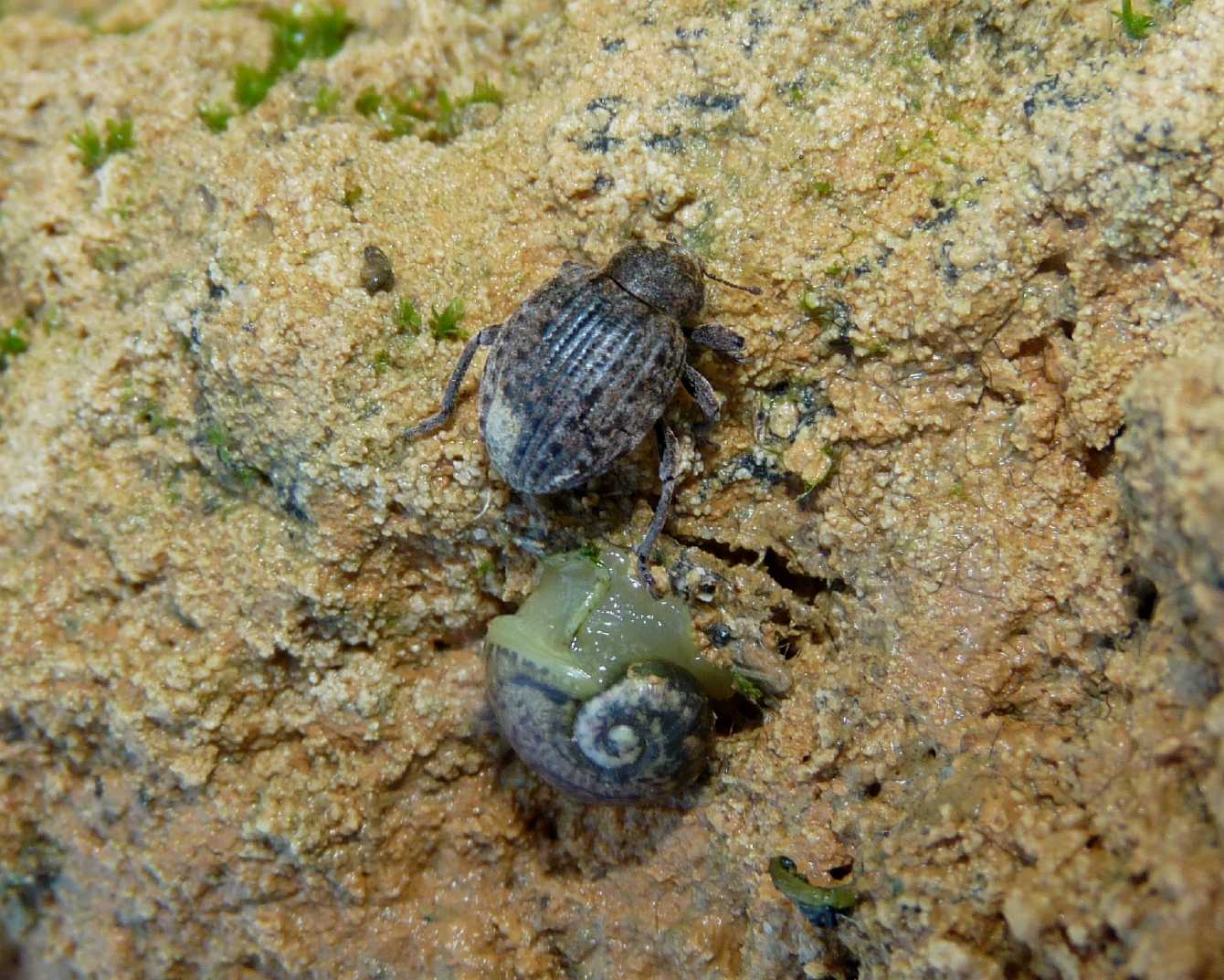 Curculionide sotto una pietra; Donus sp.?